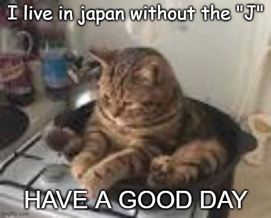 Enjoy this free happyness dose from this cat in a pan | I live in japan without the "J"; HAVE A GOOD DAY | image tagged in funny cats | made w/ Imgflip meme maker