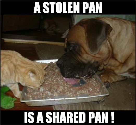 The Benefit Of Working As A Team ! | A STOLEN PAN; IS A SHARED PAN ! | image tagged in dogs,stolen,meat,cats | made w/ Imgflip meme maker