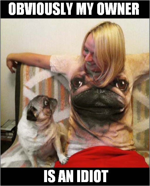 Weird Tee Shirt ? | OBVIOUSLY MY OWNER; IS AN IDIOT | image tagged in dogs,weird,shirt | made w/ Imgflip meme maker