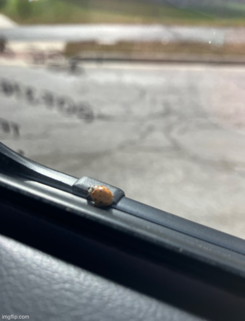 a lil ladybug landed on the edge of my window while my dad was driving :0 | made w/ Imgflip meme maker