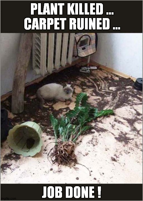 Cat On A Mission ! | PLANT KILLED ...
CARPET RUINED ... JOB DONE ! | image tagged in cats,destruction,my job here is done | made w/ Imgflip meme maker