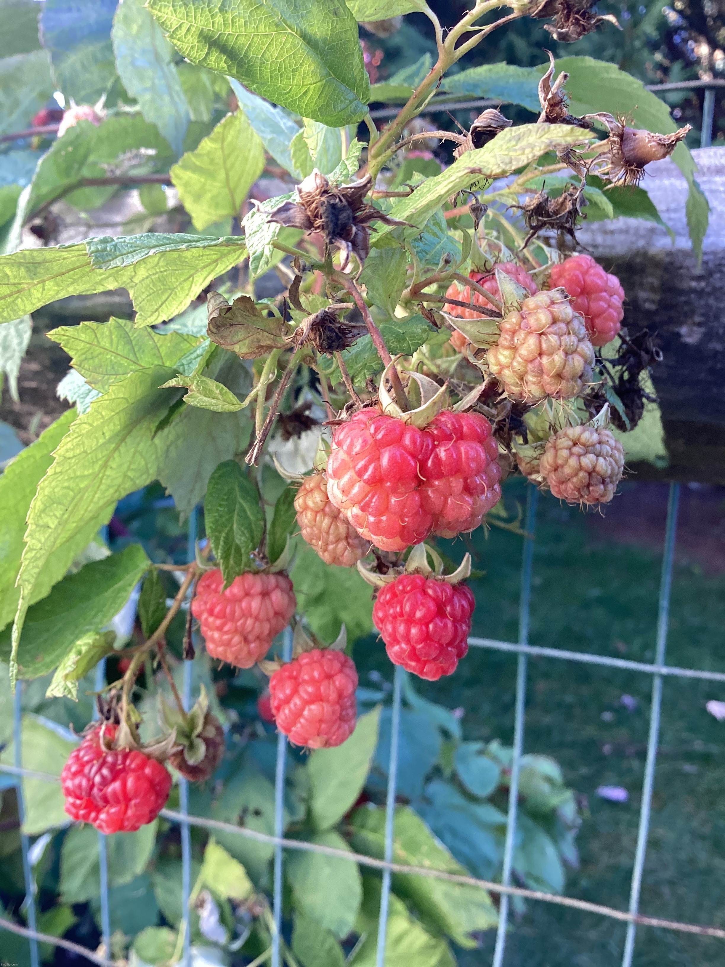 Raspberries | image tagged in share your own photos | made w/ Imgflip meme maker