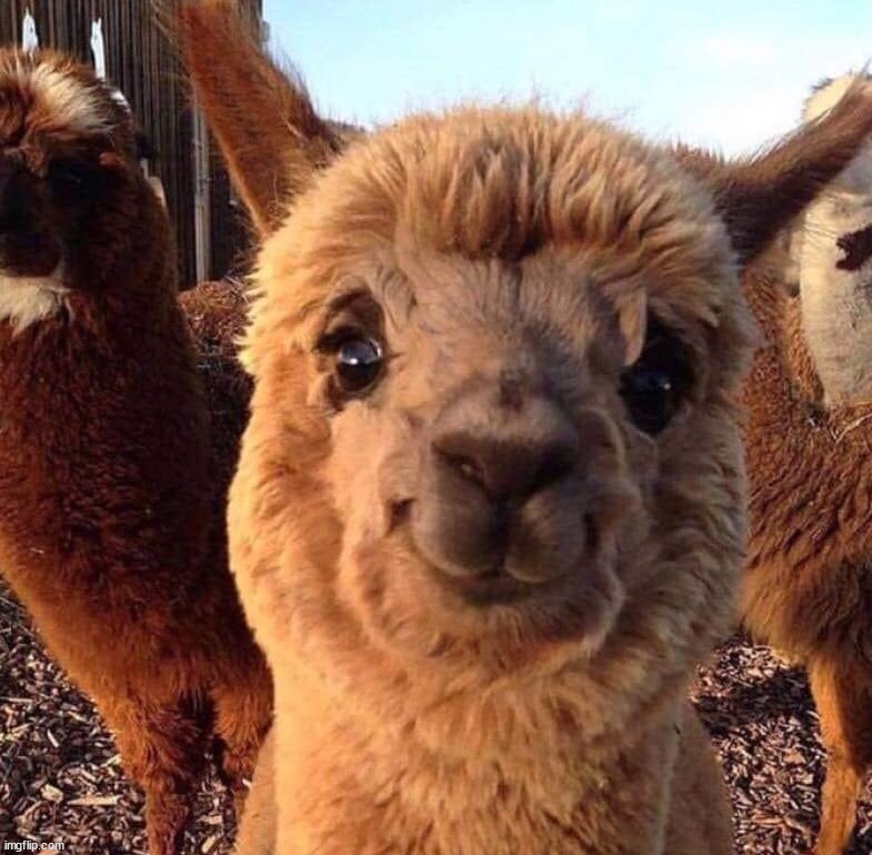 Smiling llama | image tagged in wholesome,llama | made w/ Imgflip meme maker