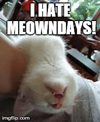 Meownday, Meownday..... | I HATE MEOWNDAYS! | image tagged in drunk cat,cats | made w/ Imgflip meme maker