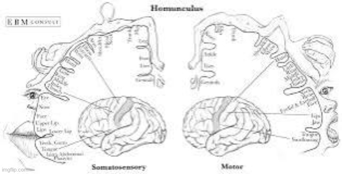 Cortical Homunculus. | made w/ Imgflip meme maker