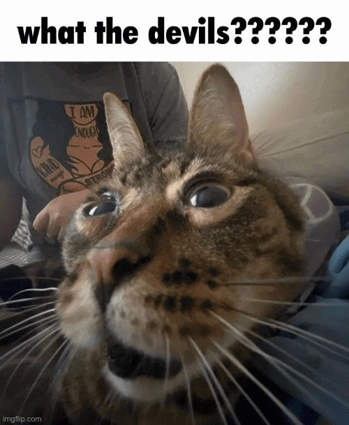 When you get a blue lobster in the mail | image tagged in cat,cats,memes,funny | made w/ Imgflip meme maker