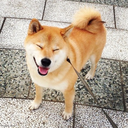 Cute Doggooo | image tagged in dog,dogs,shiba inu,fun,funny | made w/ Imgflip meme maker