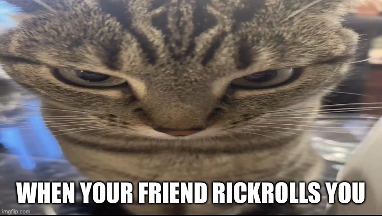 Grrrrrrrrrrr | WHEN YOUR FRIEND RICKROLLS YOU | image tagged in cats,cat,fun,funny,rickroll | made w/ Imgflip meme maker