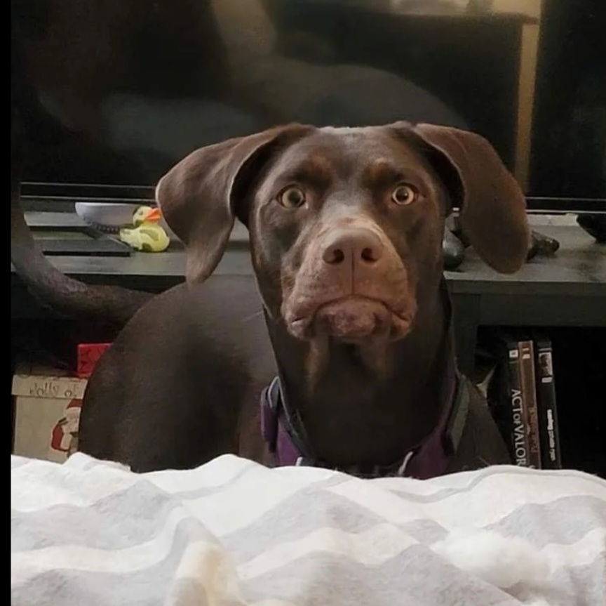 High Quality Judgemental Dog Blank Meme Template