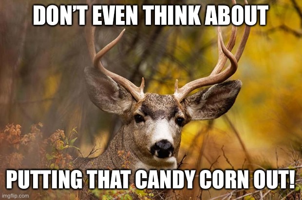 deer meme | DON’T EVEN THINK ABOUT; PUTTING THAT CANDY CORN OUT! | image tagged in deer meme | made w/ Imgflip meme maker