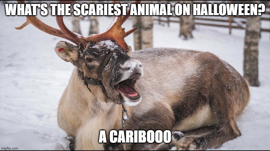 Caribou | WHAT'S THE SCARIEST ANIMAL ON HALLOWEEN? A CARIBOOO | image tagged in caribou,halloween,funny,dad joke | made w/ Imgflip meme maker