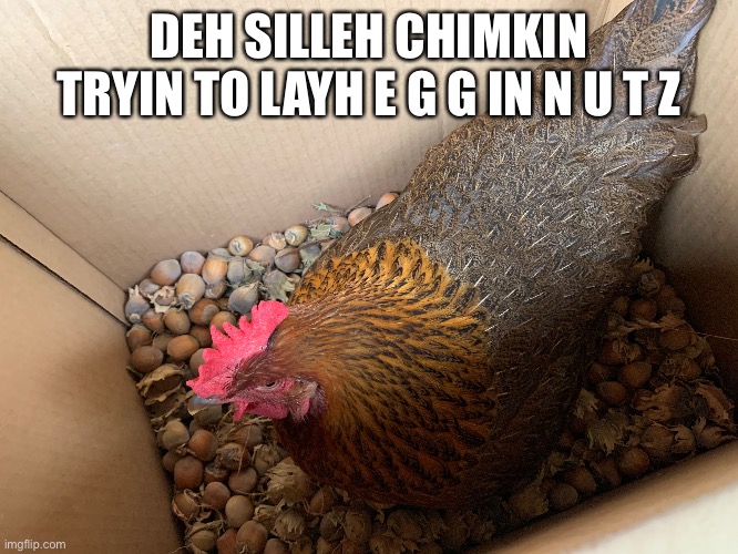 Silleh chimkin | DEH SILLEH CHIMKIN TRYIN TO LAYH E G G IN N U T Z | made w/ Imgflip meme maker