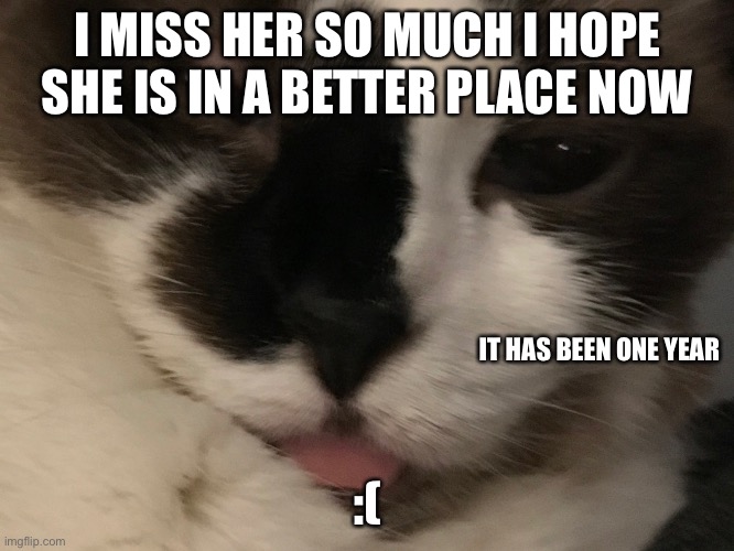 I miss her:( |  I MISS HER SO MUCH I HOPE SHE IS IN A BETTER PLACE NOW; IT HAS BEEN ONE YEAR; :( | image tagged in sad,cats | made w/ Imgflip meme maker