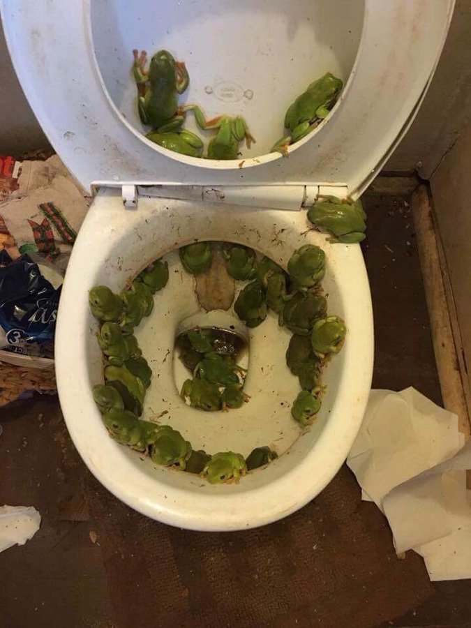 Toilet frogs Blank Meme Template