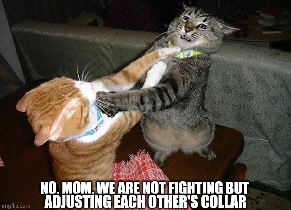 Two cats fighting for real | NO, MOM, WE ARE NOT FIGHTING BUT; ADJUSTING EACH OTHER'S COLLAR | image tagged in two cats fighting for real | made w/ Imgflip meme maker