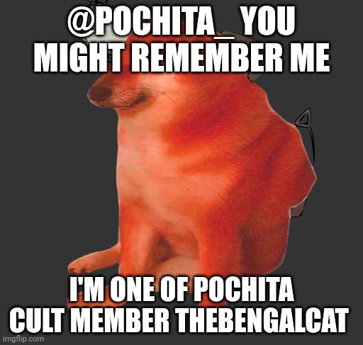 Pochita cheems | @POCHITA_ YOU MIGHT REMEMBER ME; I'M ONE OF POCHITA CULT MEMBER THEBENGALCAT | image tagged in pochita cheems | made w/ Imgflip meme maker