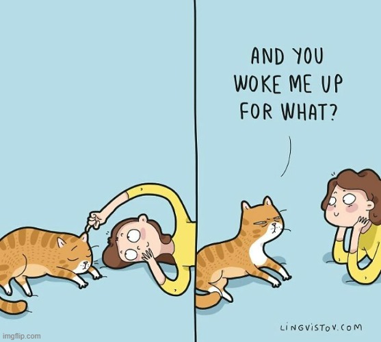 A Cat's Way Of Thinking | image tagged in memes,comics,cats,woke,me,why | made w/ Imgflip meme maker