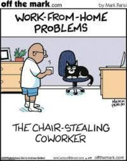 image tagged in memes,comics,cats,work from home,chair,stealing | made w/ Imgflip meme maker