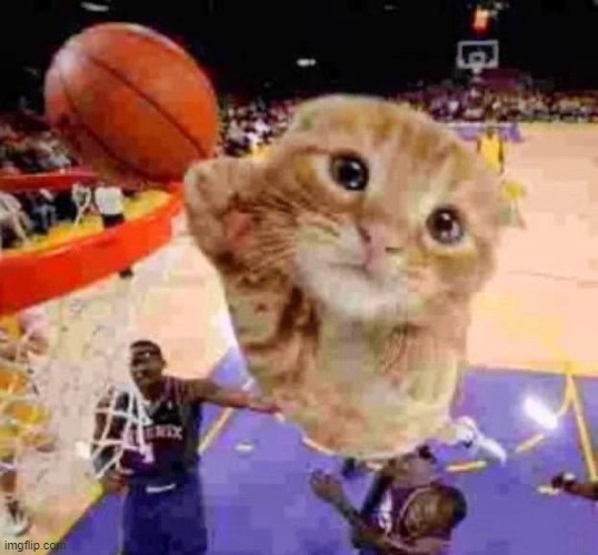 cute cat playing basketball | image tagged in cats | made w/ Imgflip meme maker