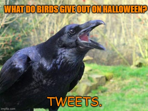 Daily Bad Dad Joke Oct 31 2022 | WHAT DO BIRDS GIVE OUT ON HALLOWEEN? TWEETS. | image tagged in raven | made w/ Imgflip meme maker