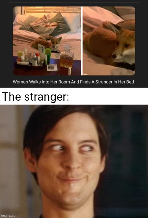 Room | The stranger: | image tagged in memes,spiderman peter parker,stranger,woman,animal,bedroom | made w/ Imgflip meme maker