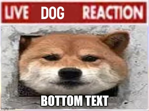 Ah yes, a sh*tpost | BOTTOM TEXT | image tagged in live dog reaction | made w/ Imgflip meme maker