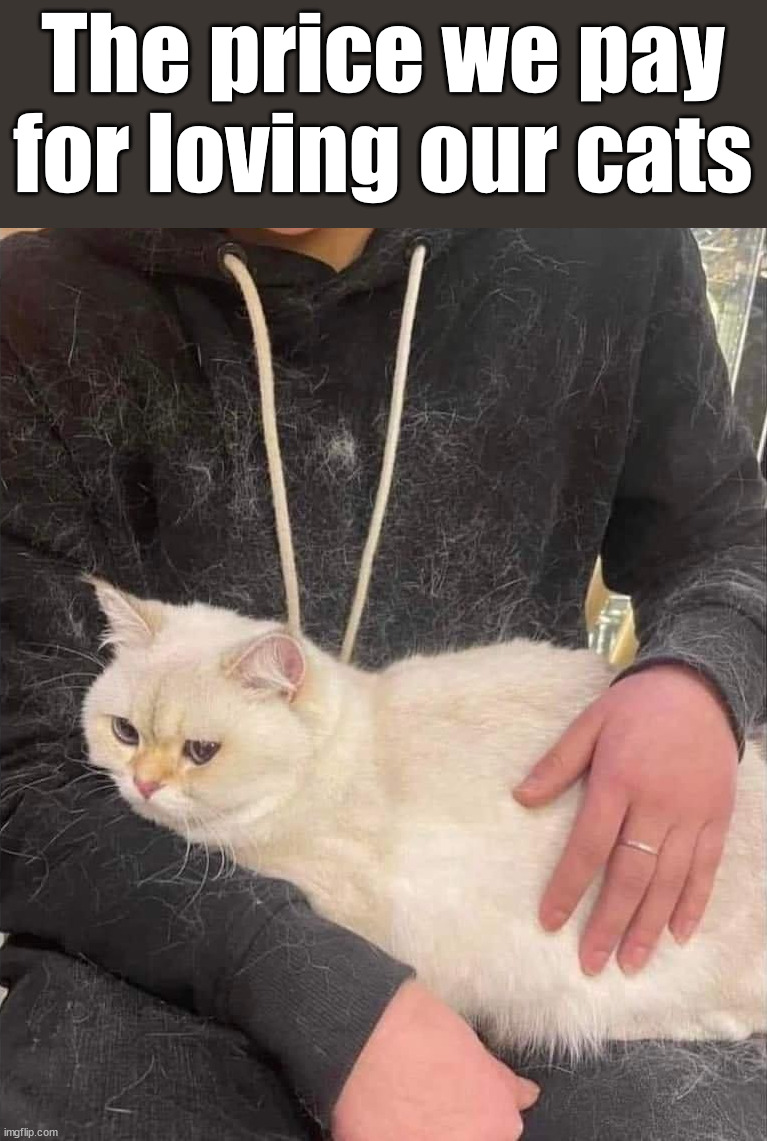 The price we pay for loving our cats | image tagged in cats | made w/ Imgflip meme maker