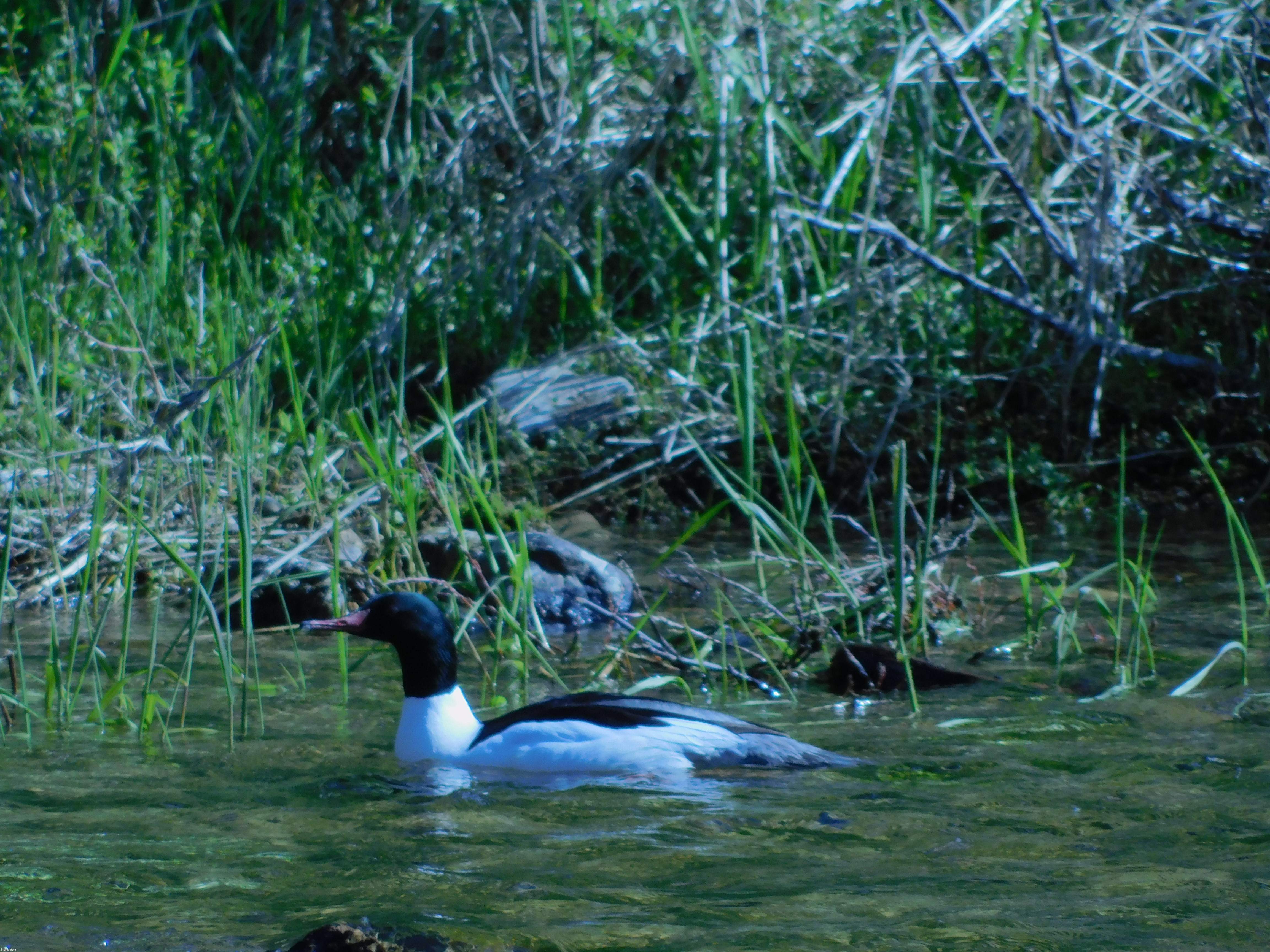 Duck in the pond | image tagged in photography | made w/ Imgflip meme maker