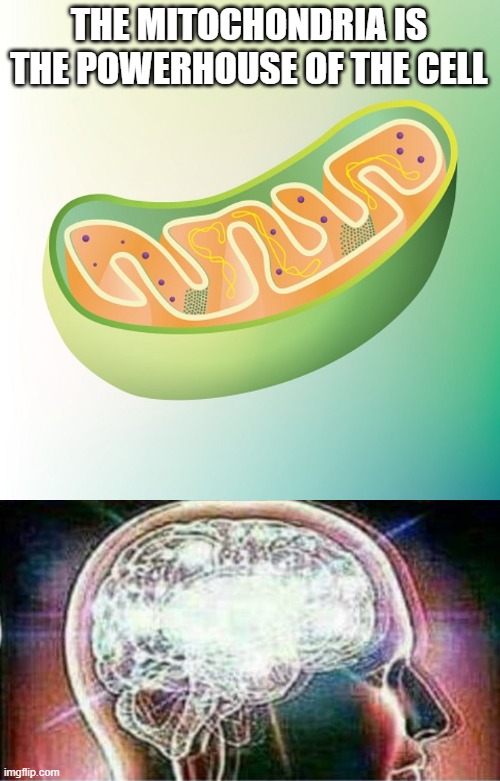 1000000000000000 iq play | THE MITOCHONDRIA IS THE POWERHOUSE OF THE CELL | image tagged in mitochondria is the powerhouse of the cell,galaxy brain | made w/ Imgflip meme maker