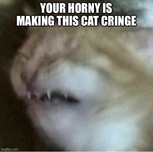 Cringe horny | YOUR HORNY IS MAKING THIS CAT CRINGE | image tagged in dies from cringe,cringe worthy,horny,cringe,cute cat | made w/ Imgflip meme maker