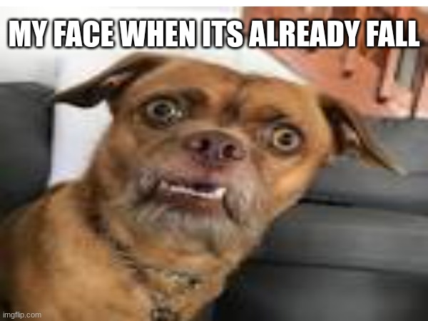 funny | MY FACE WHEN ITS ALREADY FALL | image tagged in halarious | made w/ Imgflip meme maker