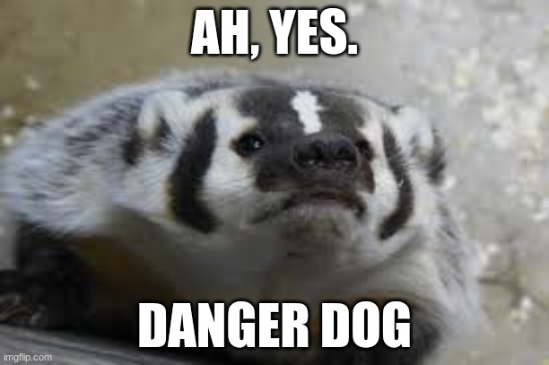 Thas a weird lookin dog | AH, YES. DANGER DOG | image tagged in animal,badger | made w/ Imgflip meme maker