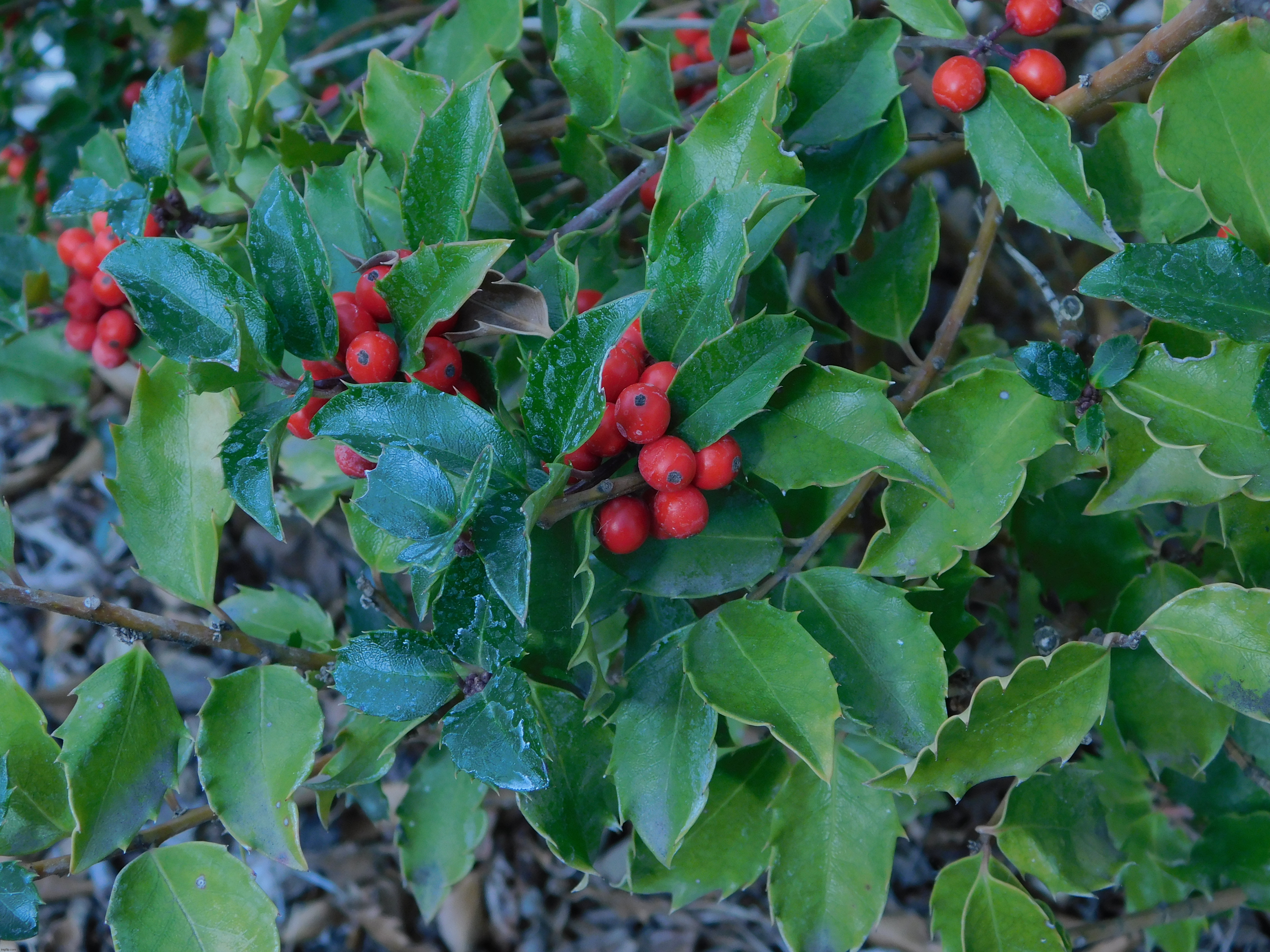 Holly bush | image tagged in photography | made w/ Imgflip meme maker