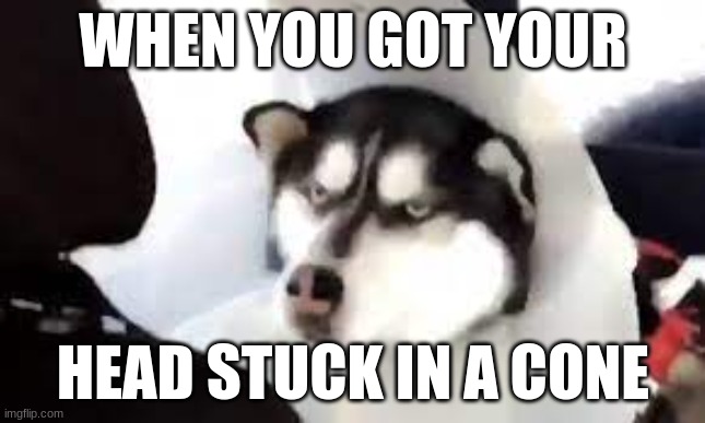 a | WHEN YOU GOT YOUR; HEAD STUCK IN A CONE | image tagged in funny | made w/ Imgflip meme maker