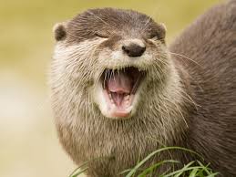 yawning otter Blank Meme Template