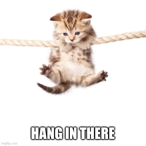 Hang in there kitty  | HANG IN THERE | image tagged in hang in there kitty | made w/ Imgflip meme maker