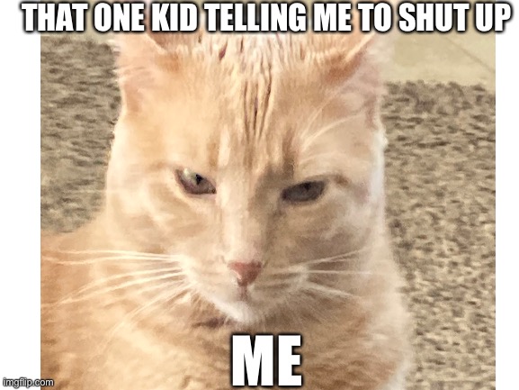 A very reasonable cat | THAT ONE KID TELLING ME TO SHUT UP; ME | image tagged in cat,cats | made w/ Imgflip meme maker