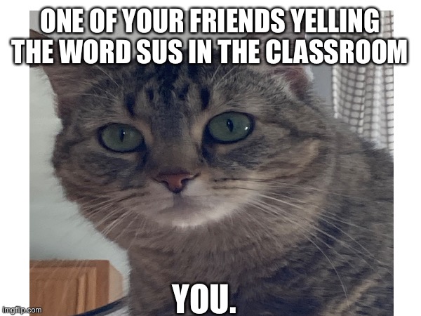 I HATE SUS (Zoey) | ONE OF YOUR FRIENDS YELLING THE WORD SUS IN THE CLASSROOM; YOU. | image tagged in cat,cats | made w/ Imgflip meme maker
