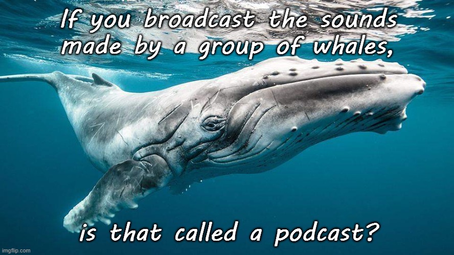 They could be telling jokes. | If you broadcast the sounds made by a group of whales, is that called a podcast? | image tagged in humpback whale,punny,animals | made w/ Imgflip meme maker