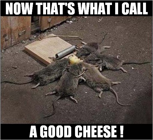 The Mouse Trap Test ! | NOW THAT'S WHAT I CALL; A GOOD CHEESE ! | image tagged in mouse trap,test,now thats what i call,cheese | made w/ Imgflip meme maker