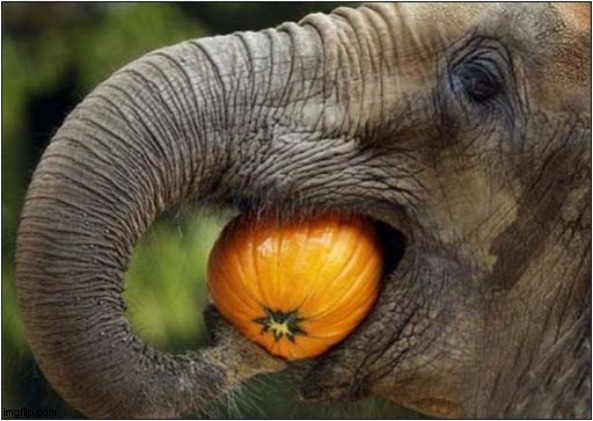 Happy Halloween | image tagged in fun,elephant,pumpkin,happy halloween | made w/ Imgflip meme maker