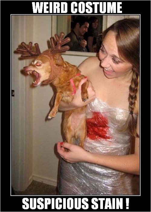What Is Happening Here ? | WEIRD COSTUME; SUSPICIOUS STAIN ! | image tagged in dogs,costume,stain | made w/ Imgflip meme maker