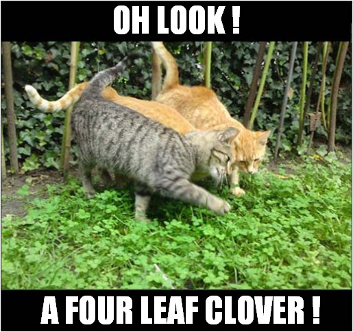 Lucky Cats | OH LOOK ! A FOUR LEAF CLOVER ! | image tagged in cats,lucky,four leaf clover | made w/ Imgflip meme maker