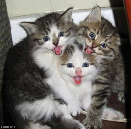 Happy kittens  | image tagged in happy kittens | made w/ Imgflip meme maker