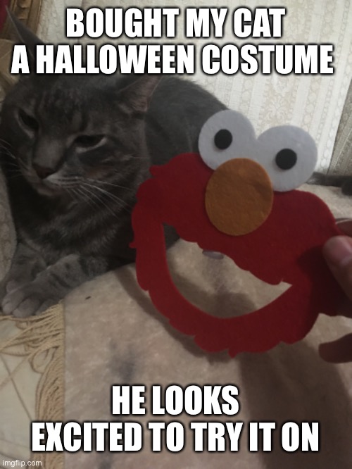 Yes, this is my cat | BOUGHT MY CAT A HALLOWEEN COSTUME; HE LOOKS EXCITED TO TRY IT ON | image tagged in cat,halloween,elmo | made w/ Imgflip meme maker