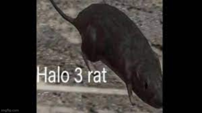 *halo theme plays in background* | image tagged in halo 3 rat | made w/ Imgflip meme maker