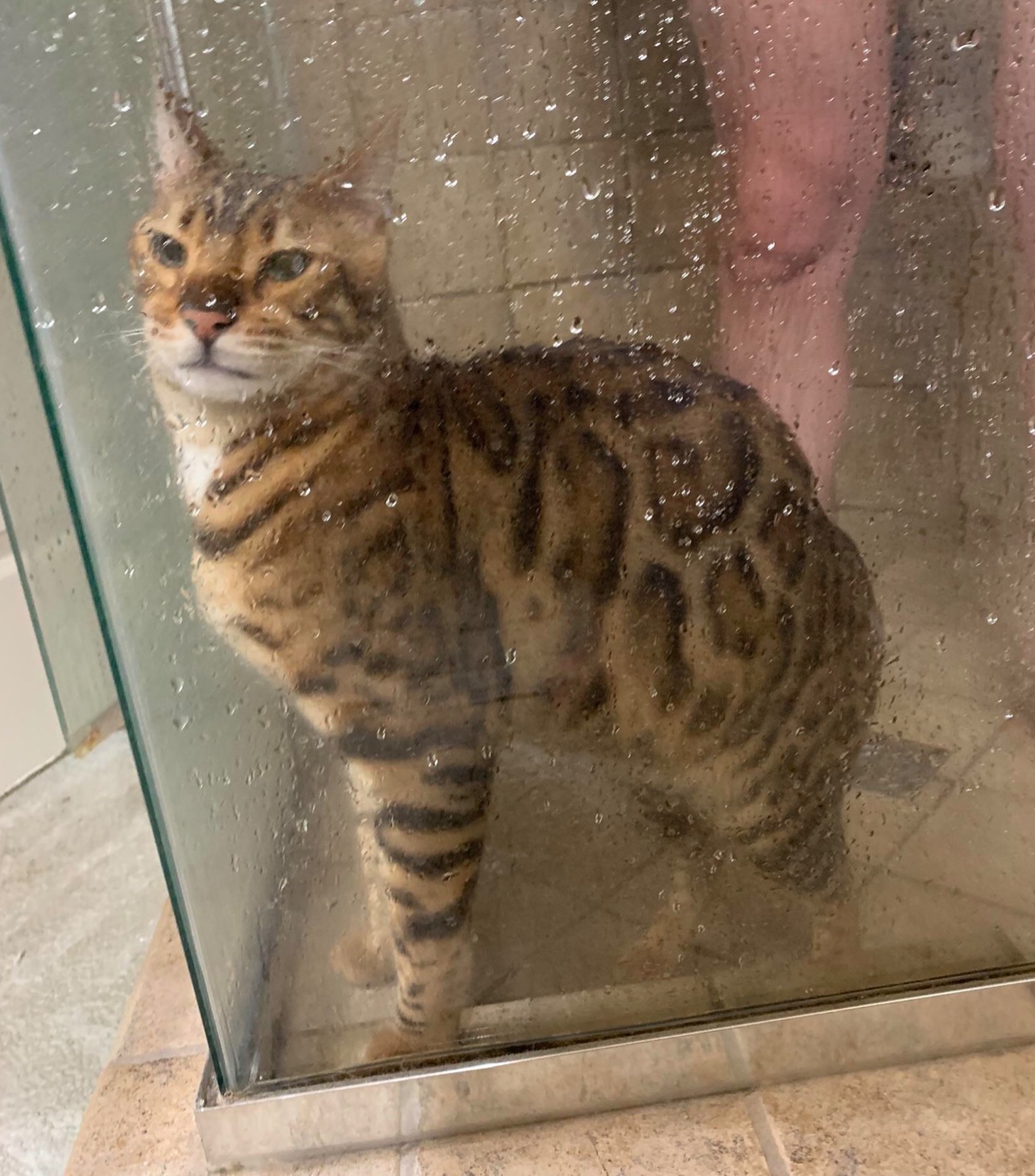 High Quality Cat in shower Blank Meme Template