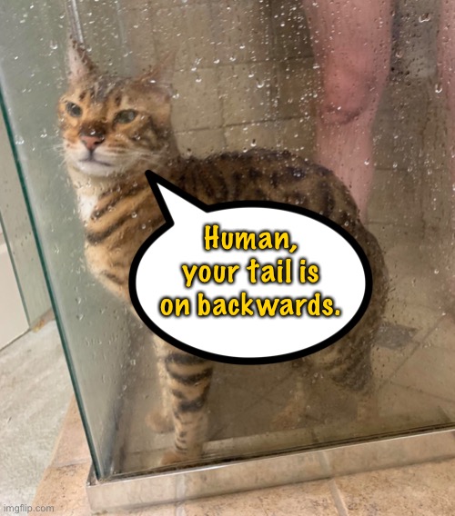 Cat in shower | Human, your tail is on backwards. | image tagged in cat in shower,human,your tail,on backwards,fun | made w/ Imgflip meme maker