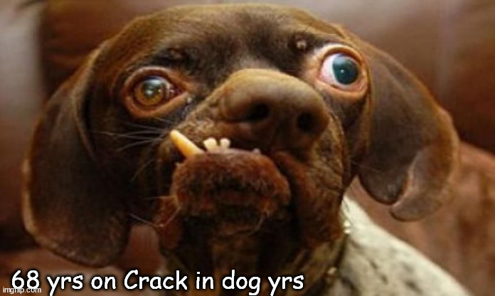 68 years | 68 yrs on Crack in dog yrs | image tagged in memes,dark | made w/ Imgflip meme maker