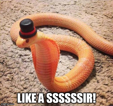 LIKE A SSSSSSIR! | image tagged in snake,animals | made w/ Imgflip meme maker
